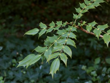 Oriental Mahogany, Mahonia bealei, batan yaprak, her zaman yeşil.