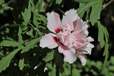 Hibiscus mutabilis, pamuk gülü, mallow çalısı.