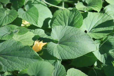 Yeşil yaprakların arasında kabak çiçeği.