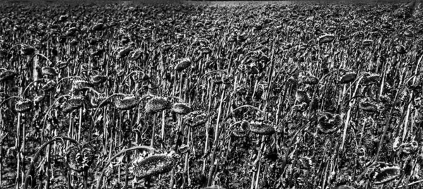 Ayçiçekleri, ay çiçekleri, baş aşağı.