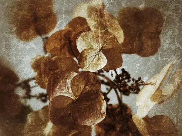 Klasik Hortense çiçeği. Doku efekti. Soyut.