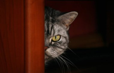 İngiliz tekir kedisi, meraklı..