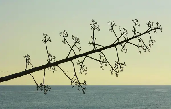 Kumsalda bir çiçek..