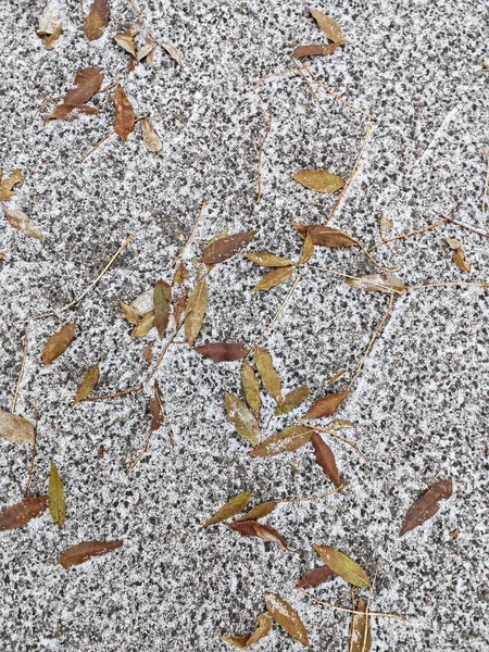 Karda sonbahar ağacı yaprakları.