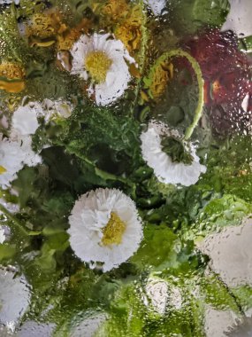 Su çiçekleri, güneş ışığı parıltısı. Soyut..