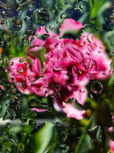 Su çiçekleri, güneş ışığı parıltısı. Soyut..