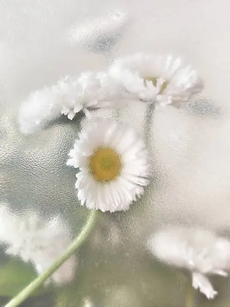 Camlar arasından çiçekler. Soyut..