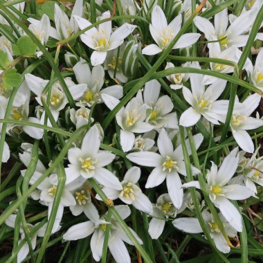 Süt devedikeni, kuş sütü, kuşkonmaz, kuşkonmaz.. 