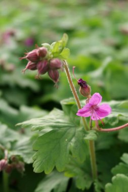 Geranium makro hizum - Geranium makro hizum. Çiçek