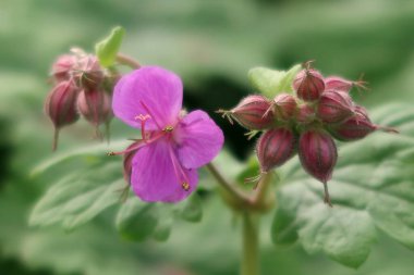 Geranium makro hizum - Geranium makro hizum. Çiçek