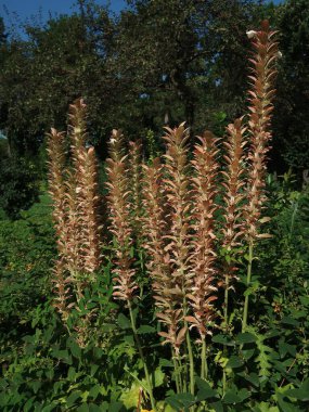 ACANTHUS SPINOSUS - Bear CLAW, Bear 's claw bitki ve çiçek detayı. canthaceae, Angiosperms (Magnoliophyta),