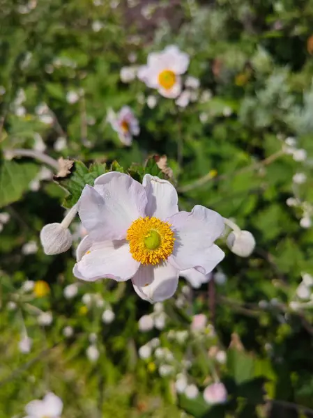 Japon Anemone (Anemone hupehensis var. japonica)