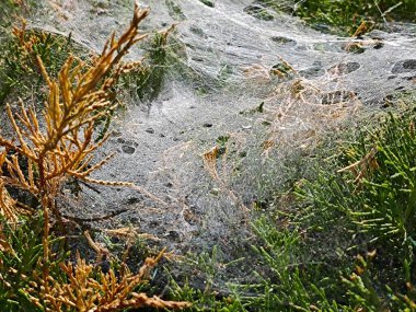 Sonbaharda yeşil bitki örtüsü üzerine örümcek ağı.