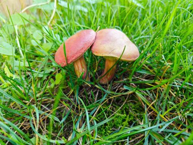 Suillus granulatus, tahıllı, mantar familyasına ait, yenilebilir mantar türü..