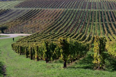 Sonbahar üzüm bağı. Üzüm sıraları.