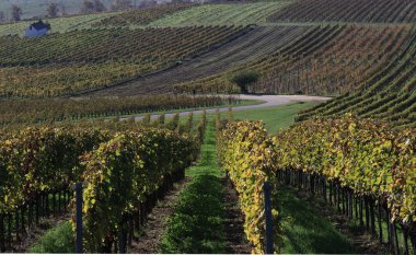 Sonbahar üzüm bağı. Üzüm sıraları.