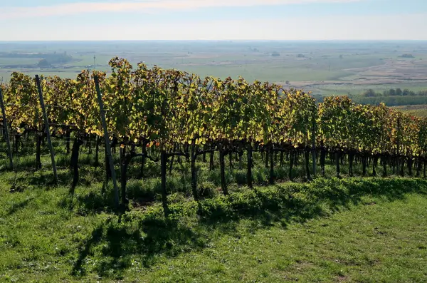 Sonbahar üzüm bağı. Üzüm sıraları.