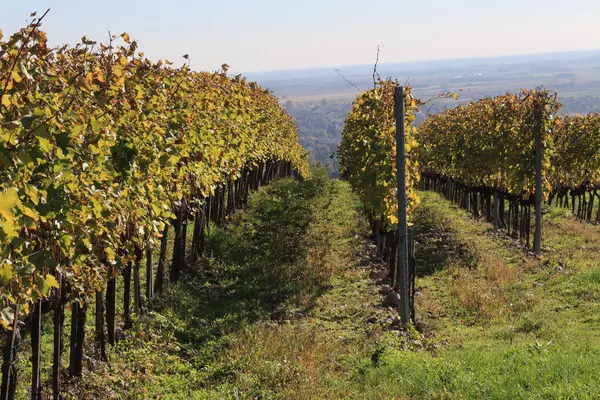 Sonbahar üzüm bağı. Üzüm sıraları.