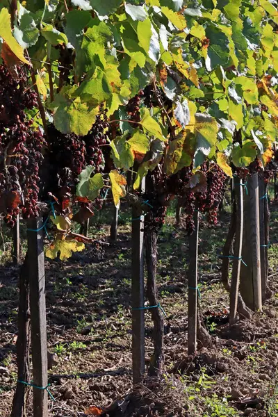 Sonbahar üzüm bağı. Üzüm sıraları.