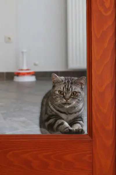 Orijinal İngiliz Gri Kedi