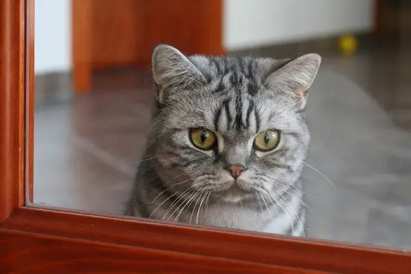 Orijinal İngiliz Gri Kedi