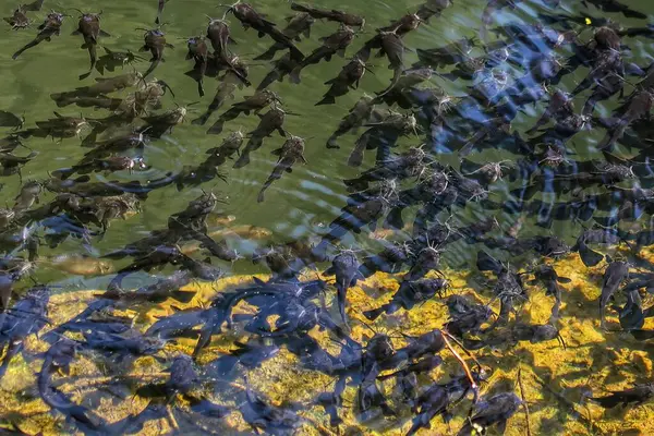 Küçük, siyah pigme yayın balığı sürüsü..