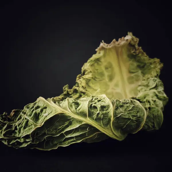 Kuru, solmuş lahana yaprağı..