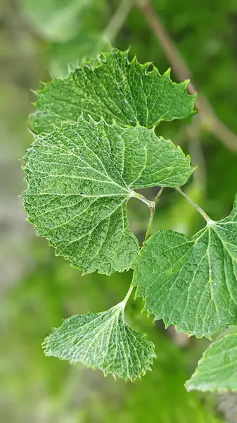 Üzüm yapraklarında hasar var. Büyüyen ot ilaçlarının etkisi.