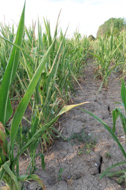 Mısır ekimi, kuraklık, kuraklık..