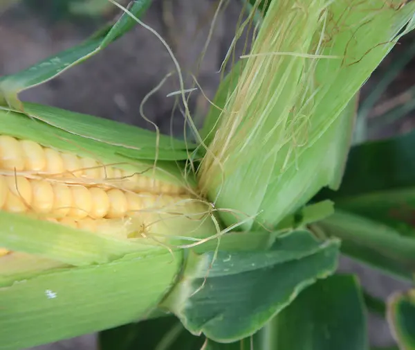 Mısır ekimi, kuraklık, kuraklık..