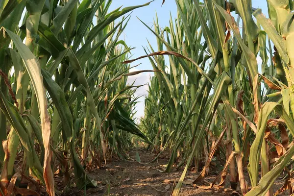 Mısır ekimi, kuraklık, kuraklık..