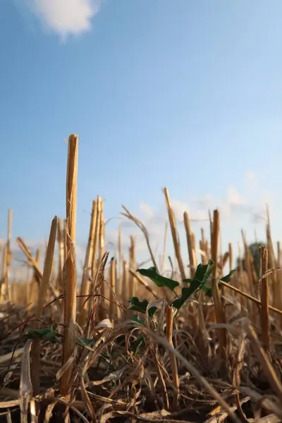 Buğday kulakları, hasattan sonra buğday tarlası. Kirli.