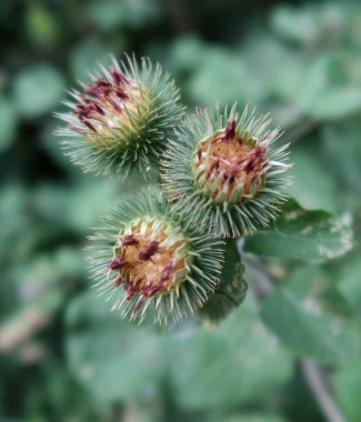 Burdock çiçek açtı. Yakın plan. Devedikeni (Carduus)