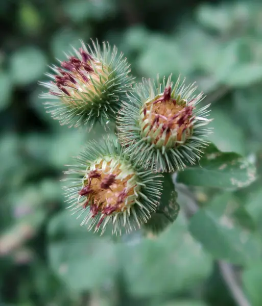 Burdock çiçek açtı. Yakın plan. Devedikeni (Carduus)