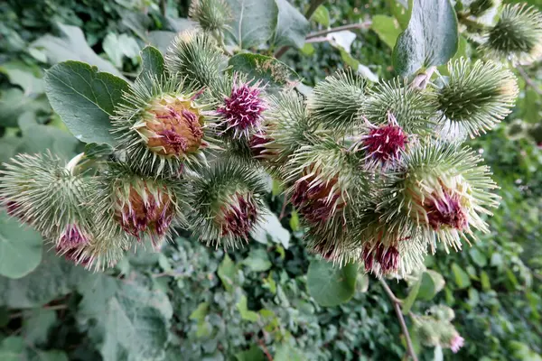 Burdock çiçek açtı. Yakın plan. Devedikeni (Carduus)