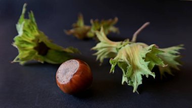 Fındık, karanlık arka plan. Corylus Avellana, büyük meyveli, yenilebilir fındık..