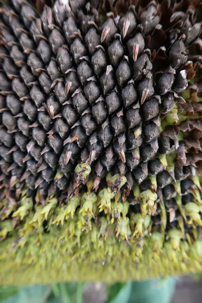 Hasattan önce olgunlaşmış ayçiçeği tohumları.