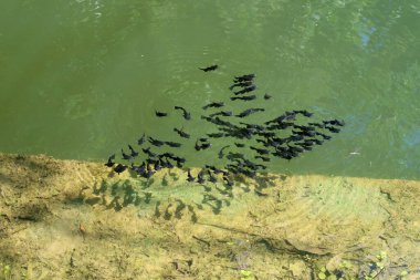 Küçük, siyah pigme yayın balığı sürüsü..