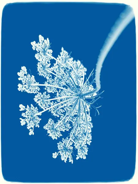 Vahşi havuç, suluboya arka planlı yaban havucu kompozisyonu. Yazdırılmış materyaller, işaretler, nesneler, web siteleri, haritalar, posterler, kartpostallar, paketleme için kullan.