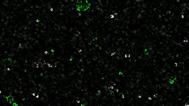 Bahçedeki yeşil bitki