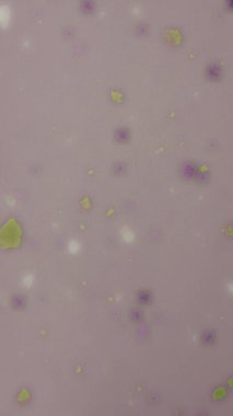 Güzel pembe ve beyaz gül yapraklarının yakın plan çekimi.