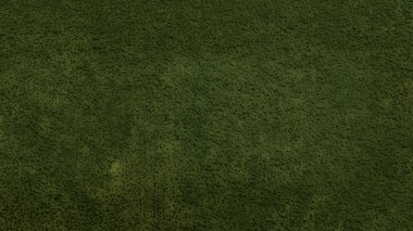 yeşil çimen dokusu ve arkaplan