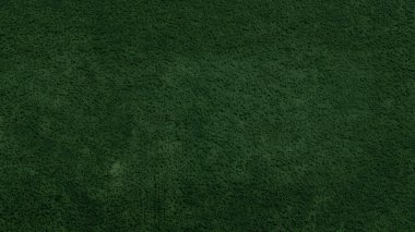 yeşil çimen dokusu arka plan olarak kullanışlı