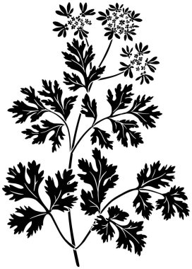 siyah kişniş silueti ya da coriandrum logosunun düz yaprak illüstrasyonu gıda için malzeme ikonu ve bitki şekli bitkisi tohum tohumu olarak