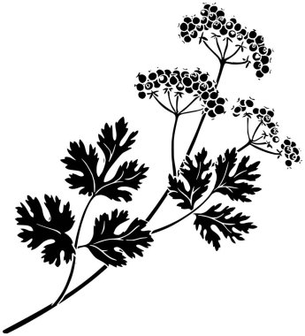 siyah kişniş silueti ya da coriandrum logosunun düz yaprak illüstrasyonu gıda için malzeme ikonu ve bitki şekli bitkisi tohum tohumu olarak