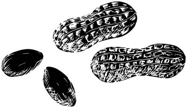 Fıstık ikonu ya da fındık illüstrasyon yaprağının logosu organik siluet ve doğal şekilli saglik için kabuk fıstık vektörü vektörü vektör arkaplan yeşili beslenme fındık kabuğu çerezi