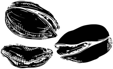 Şam fıstığı ikonu ya da yaprak illüstrasyon yiyeceği logosu. Bitki silueti ve tohum ağacı. Yapraklar meyve vektörü organik arka plan sağlıklı sanat şam fıstıkları.