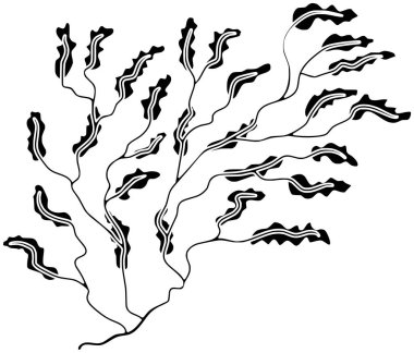 Deniz yosunu resimli resif logosu deniz logosu doğa ana hatları deniz bitkisi mercan suyu suları tropikal deniz yosunları mercan suyunun vektör arkaplanı için mercan suyu şekli