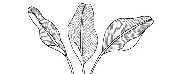 着色ページ カバー 背景のためのバナナの葉とベクトル熱帯黒と白のイラスト — ストックベクタ