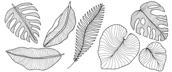 Vektorové Tropické Černobílé Ilustrace Palmovými Listy Kapradí Listy Netvora Banánové — Stockový vektor